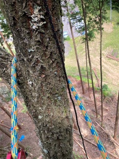 f:id:sundaytreeclimber:20240721175234j:image