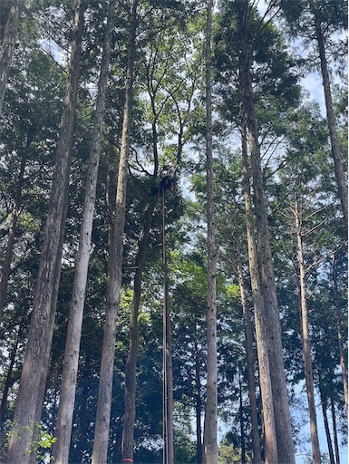 f:id:sundaytreeclimber:20240721215230j:image