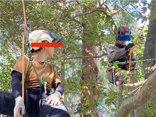 f:id:sundaytreeclimber:20241013202325j:image