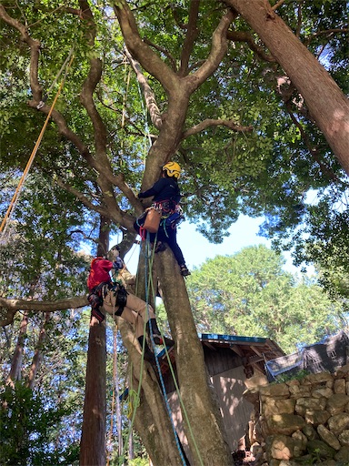 f:id:sundaytreeclimber:20241013202332j:image