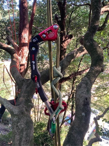 f:id:sundaytreeclimber:20241013211256j:image