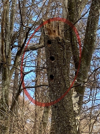 これは使えるぞ。ねじ込み式木登りステップ - 木登り日和