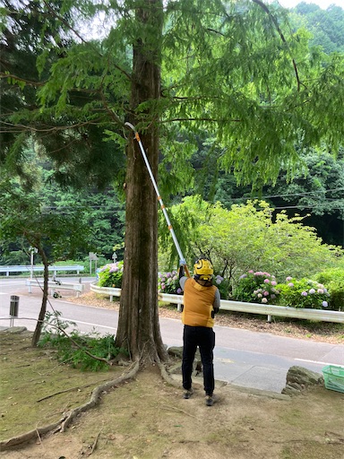 f:id:sundaytreeclimber:20250705190709j:image