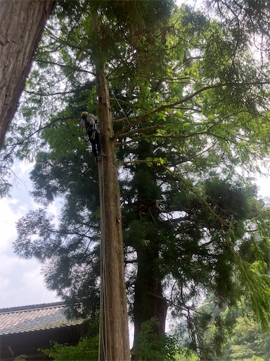 f:id:sundaytreeclimber:20250705190946j:image