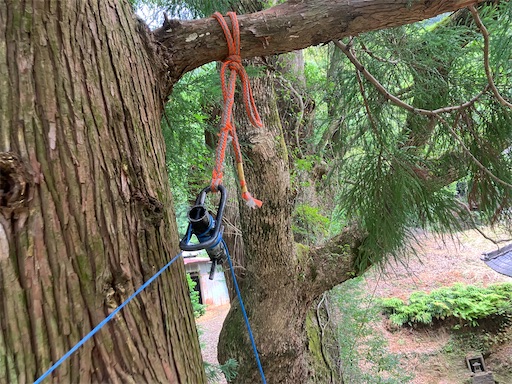 f:id:sundaytreeclimber:20250705192543j:image