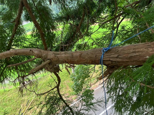 f:id:sundaytreeclimber:20250705192546j:image