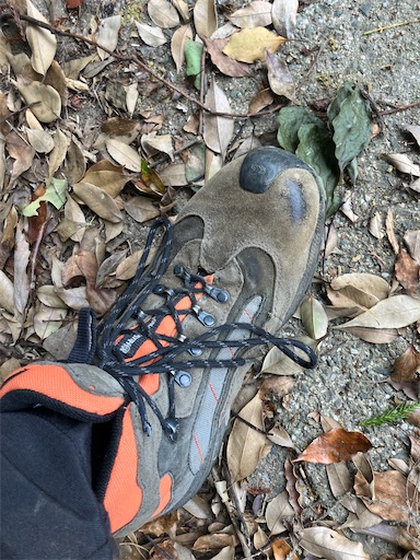 f:id:sundaytreeclimber:20250705200020j:image