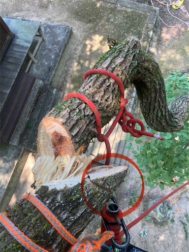 f:id:sundaytreeclimber:20250705203233j:image