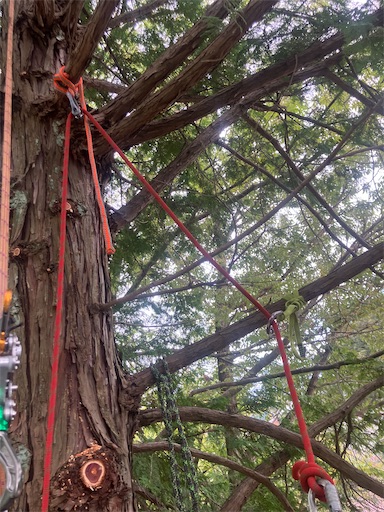 f:id:sundaytreeclimber:20251005220354j:image