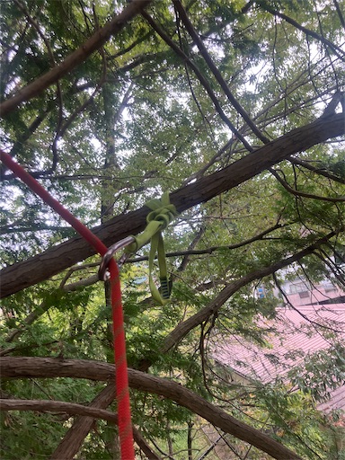 f:id:sundaytreeclimber:20251005220357j:image