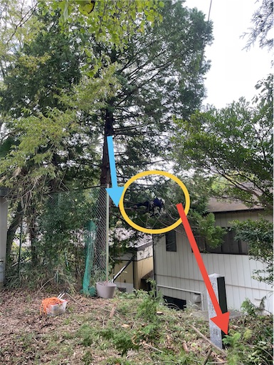 f:id:sundaytreeclimber:20251005220406j:image