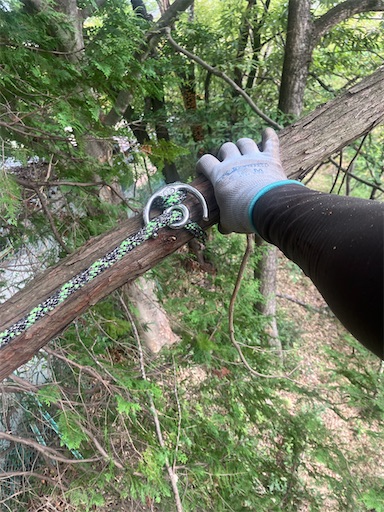 f:id:sundaytreeclimber:20251007151118j:image