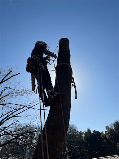 f:id:sundaytreeclimber:20260131204657j:image