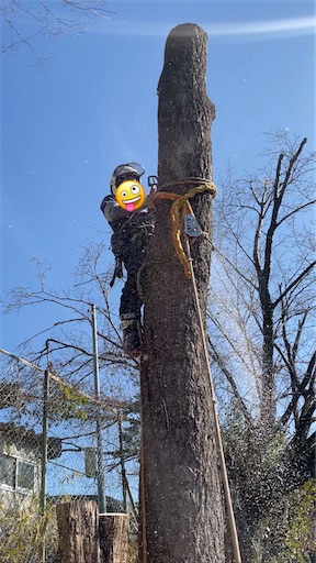 f:id:sundaytreeclimber:20260131205530j:image