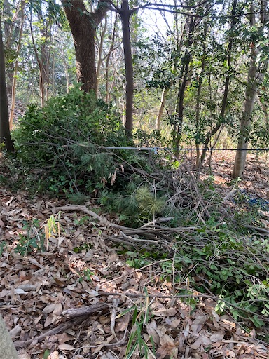f:id:sundaytreeclimber:20260222201239j:image f:id:sundaytreeclimber:20260222201239j:image
