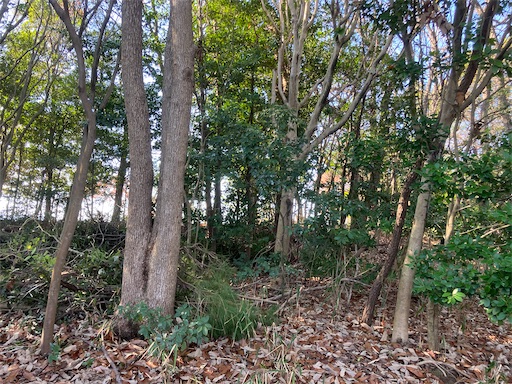 f:id:sundaytreeclimber:20260301114830j:image
