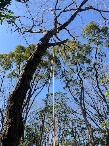 f:id:sundaytreeclimber:20260302160705j:image