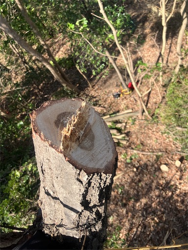 f:id:sundaytreeclimber:20260302180002j:image