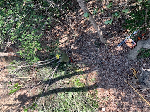 f:id:sundaytreeclimber:20260302180053j:image
