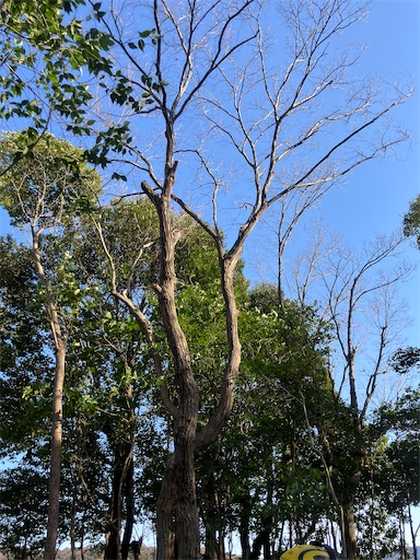 f:id:sundaytreeclimber:20260302180319j:image