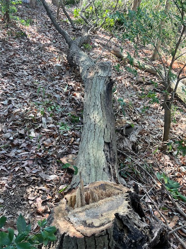 f:id:sundaytreeclimber:20260302180327j:image