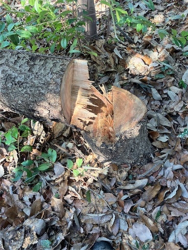 f:id:sundaytreeclimber:20260302180333j:image