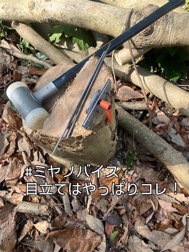 f:id:sundaytreeclimber:20260302181200j:image