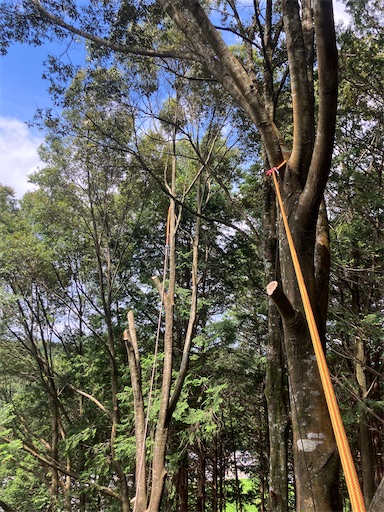 f:id:sundaytreeclimber:20260621185827j:image