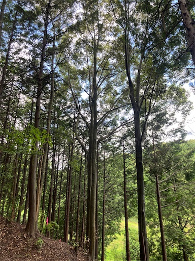 f:id:sundaytreeclimber:20260621185840j:image