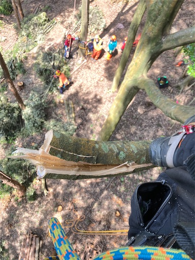 f:id:sundaytreeclimber:20260621185849j:image