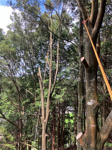 f:id:sundaytreeclimber:20260621185851j:image
