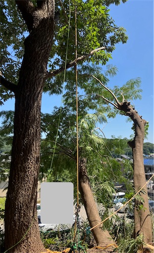 f:id:sundaytreeclimber:20260726221114j:image