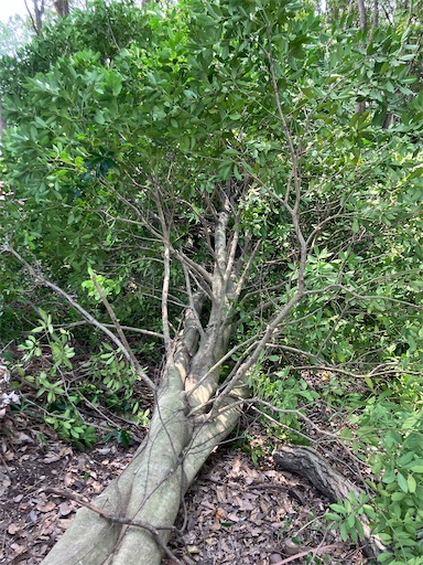 f:id:sundaytreeclimber:20260809193007j:image