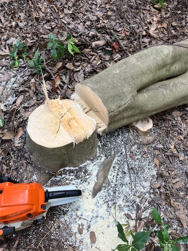 f:id:sundaytreeclimber:20260809193023j:image