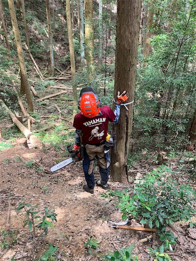 f:id:sundaytreeclimber:20260809211701j:image f:id:sundaytreeclimber:20260809211701j:image