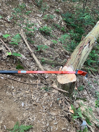 f:id:sundaytreeclimber:20260809211713j:image f:id:sundaytreeclimber:20260809211713j:image