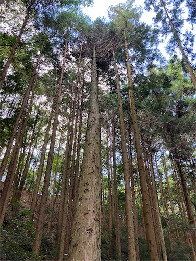 f:id:sundaytreeclimber:20260809211716j:image f:id:sundaytreeclimber:20260809211716j:image