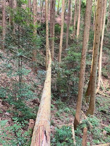 f:id:sundaytreeclimber:20260809211720j:image f:id:sundaytreeclimber:20260809211720j:image