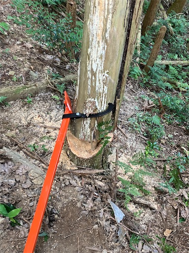 f:id:sundaytreeclimber:20260809211735j:image f:id:sundaytreeclimber:20260809211735j:image