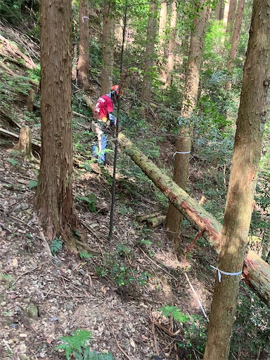 f:id:sundaytreeclimber:20260809211739j:image f:id:sundaytreeclimber:20260809211739j:image