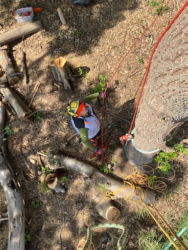 f:id:sundaytreeclimber:20260824105646j:image