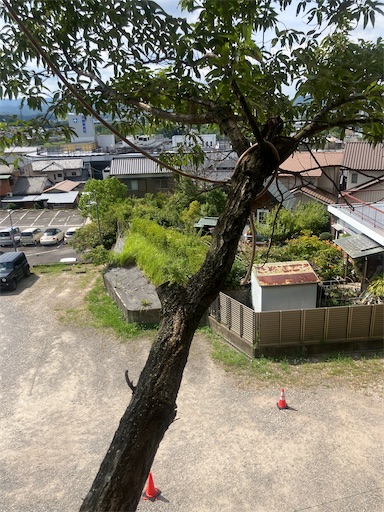 f:id:sundaytreeclimber:20260824105722j:image
