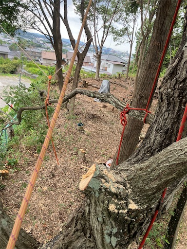 f:id:sundaytreeclimber:20260830121635j:image