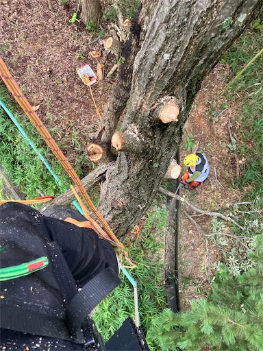 f:id:sundaytreeclimber:20260914152955j:image
