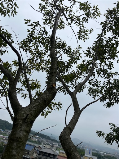 f:id:sundaytreeclimber:20260914152958j:image