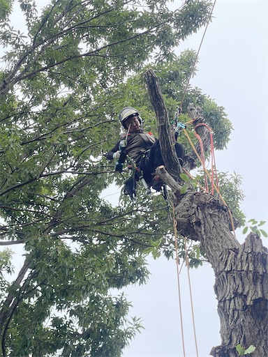f:id:sundaytreeclimber:20260914153001j:image