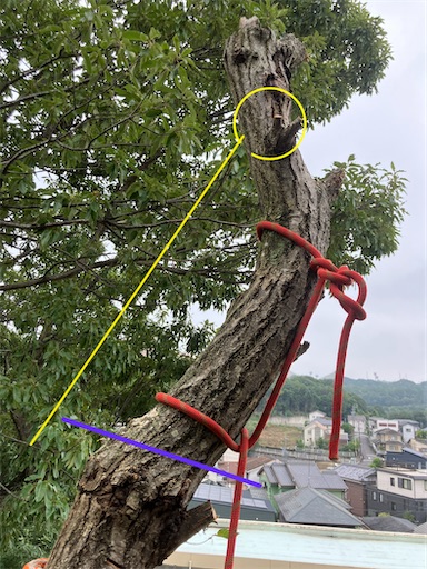 f:id:sundaytreeclimber:20260914225042j:image