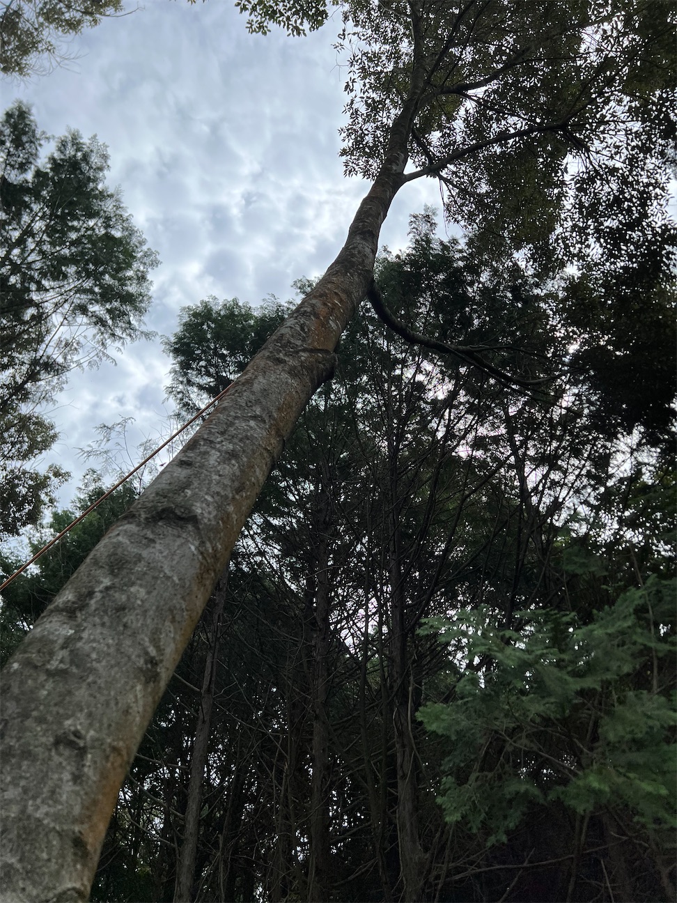 f:id:sundaytreeclimber:20260923162024j:image
