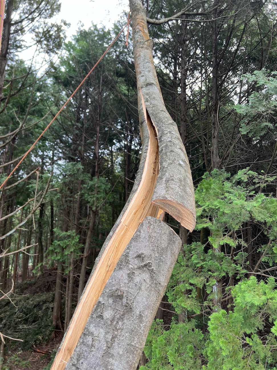 f:id:sundaytreeclimber:20260923162026j:image