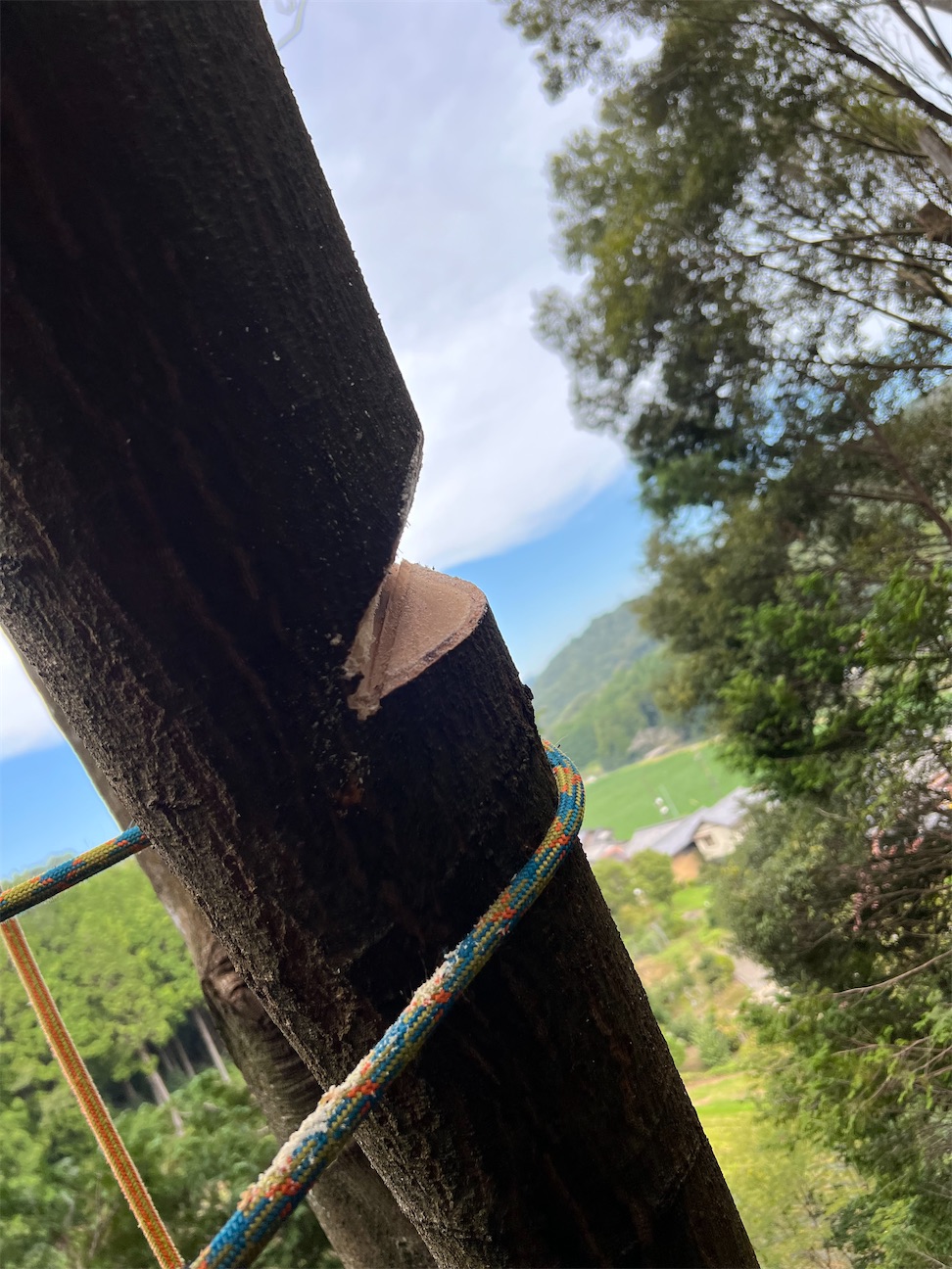 f:id:sundaytreeclimber:20260923162028j:image